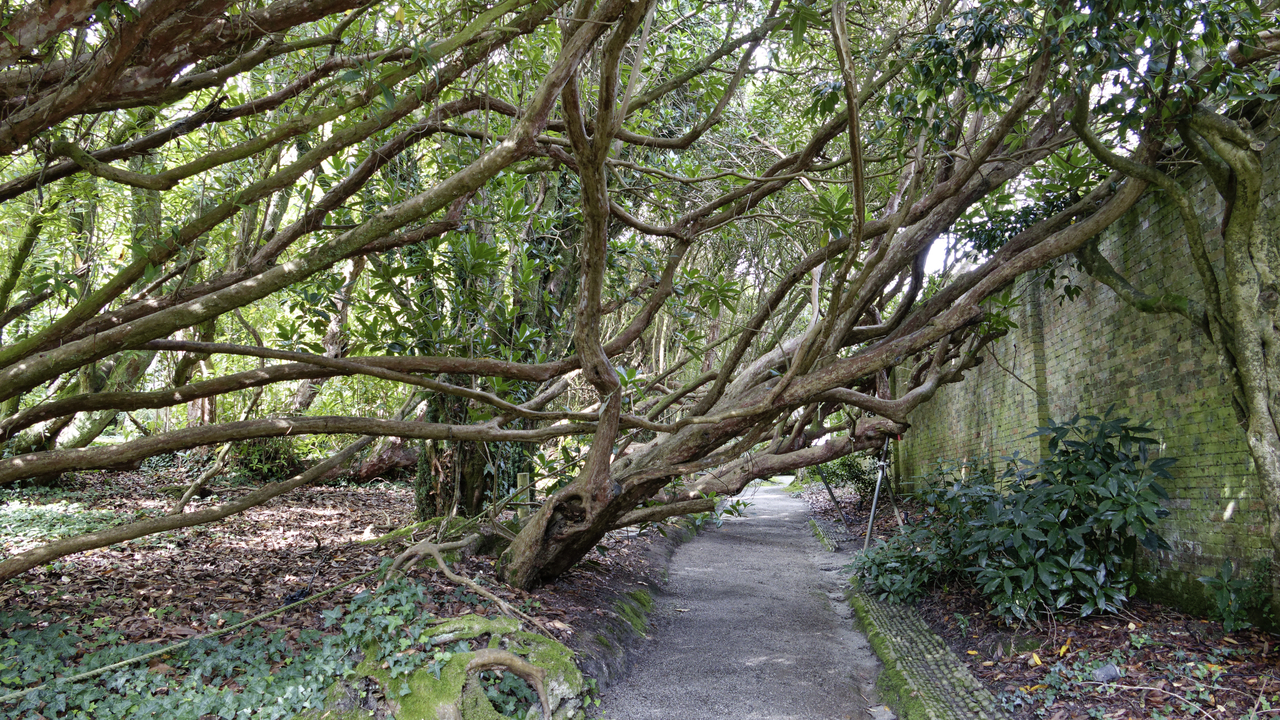 20261006-131014•Lost Gardens of Heligan•Mevagissey•England•UK